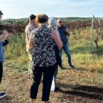 Private Trip to the Vineyards of Ginosa with tasting from Matera - Is It Worth the Cost?