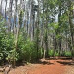 Private Upcountry Hiking Tour - What to Expect: Practical Details