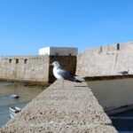 Private Walking Tour of Cadiz: includes Tavira Tower - Frequently Asked Questions