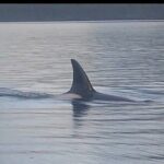 Private Whale and Wildlife Viewing - Who Is This Tour Best For?