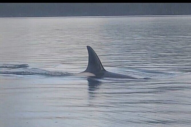 Private Whale and Wildlife Viewing - Who Is This Tour Best For?  