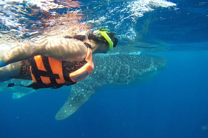 Private Whale Shark Tour from Playa del Carmen - What’s Included and What’s Not