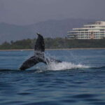 Private whale watching in mazatlan - Itinerary Breakdown: What You Can Expect