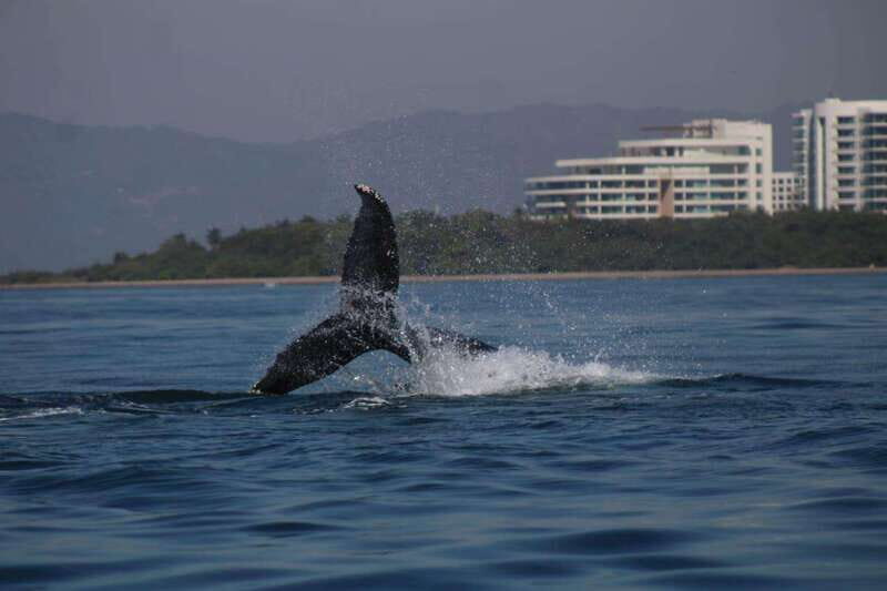 Private whale watching in mazatlan - Itinerary Breakdown: What You Can Expect