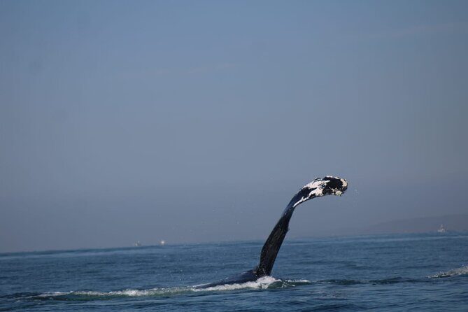 Private whale watching in Puerto Vallarta for 3 Hours - Who Should Consider This Tour?