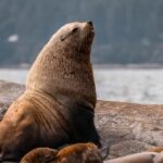 Private Whale Watching Nanaimo - Open Boat - Why This Tour Offers Good Value