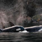 Private Whale Watching Nanaimo - Semi-Covered Boat - The Boat, Comfort, and Practicalities