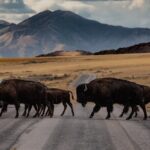 Private Wildlife and Scenic tour on Antelope Island - The Itinerary – A Closer Look