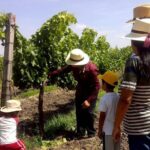 Private wine tasting & wine pairing tours - An In-Depth Look at the Tour Experience