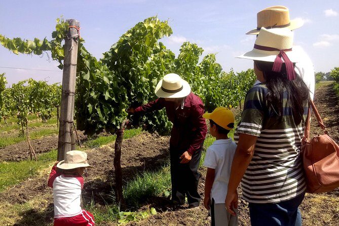 Private wine tasting & wine pairing tours - An In-Depth Look at the Tour Experience