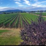 Private Wine Tour at Church and State Wines in Victoria BC Canada - Who Will Love This Tour?