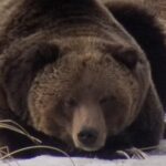 Private Wolf and Bear Watching in Yellowstone - The Value of This Tour