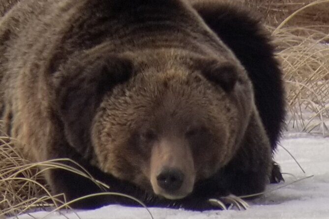 Private Wolf and Bear Watching in Yellowstone - The Value of This Tour