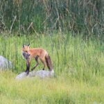 Private Yellowstone Wildlife Safari Tour From Cody, WY - Frequently Asked Questions