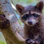 Progreso, Isla Columpios and El Corchito from Merida - An In-Depth Look at the Tour Experience