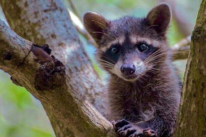 Progreso, Isla Columpios and El Corchito from Merida - An In-Depth Look at the Tour Experience