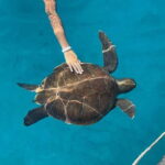 Protaras: Blue Lagoon and Turtles Pirate Cruise - What’s Included and What to Consider