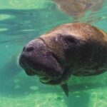 Puerto Aventuras: Dolphin and Manatee Interaction with Lunch - The Itinerary in Detail
