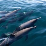Puerto Escondido Dolphin and Whale Watching Adventure - Practicalities and Tips