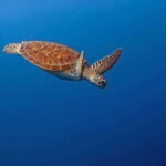 Puerto Escondido: Family Private Boat Tour - Who Would Love This Tour