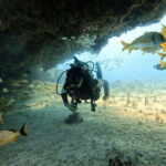 Puerto Morelos: C-56 Shipwreck & Reef for Certified Divers - The Marine Life and Coral Formations