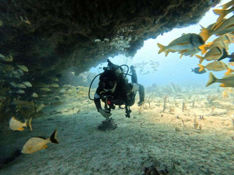 Puerto Morelos: C-56 Shipwreck & Reef for Certified Divers - The Marine Life and Coral Formations