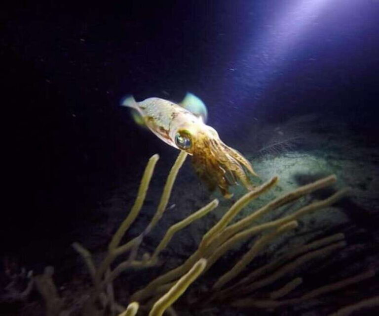Puerto Morelos: Ojo de Agua Night Dive for Certified Divers - What Is the Night Dive at Ojo de Agua?