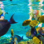 Puerto Morelos: Snorkeling at The National Reef Park - Why This Tour Might Be Perfect (or Not)