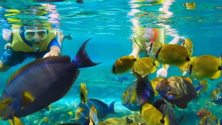 Puerto Morelos: Snorkeling at The National Reef Park - Why This Tour Might Be Perfect (or Not)