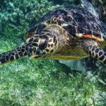 Puerto Morelos: Snorkeling Guided Activity - Who Should Consider This Snorkeling Tour?