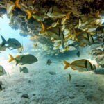 Puerto Morelos: Two Reef Dives for Certified Divers - Why This Tour Offers Great Value