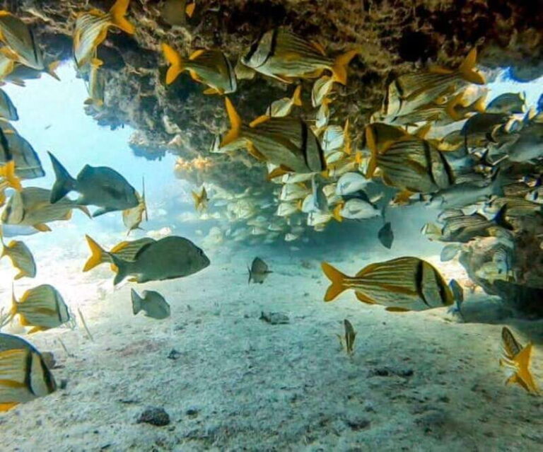 Puerto Morelos: Two Reef Dives for Certified Divers - Why This Tour Offers Great Value