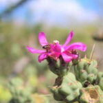 Puerto Vallarta: Predator Zipline & Jungle Adventure - Practical Details & Logistics