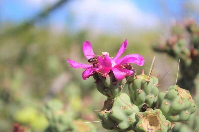 Puerto Vallarta: Predator Zipline & Jungle Adventure - Practical Details & Logistics