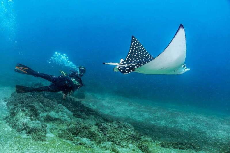 Puerto Vallarta: Scuba Dive in Las Caletas - Introduction to Las Caletas: A Hidden Gem in Puerto Vallarta
