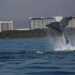 Puerto Vallarta: Whale watching - Scenery and Wildlife Beyond the Whales