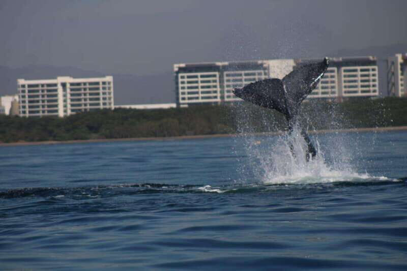 Puerto Vallarta: Whale watching - Scenery and Wildlife Beyond the Whales