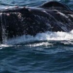Puerto Vallarta: Whale Watching Adventure Tour - A Deep Dive into the Puerto Vallarta Whale Watching Tour