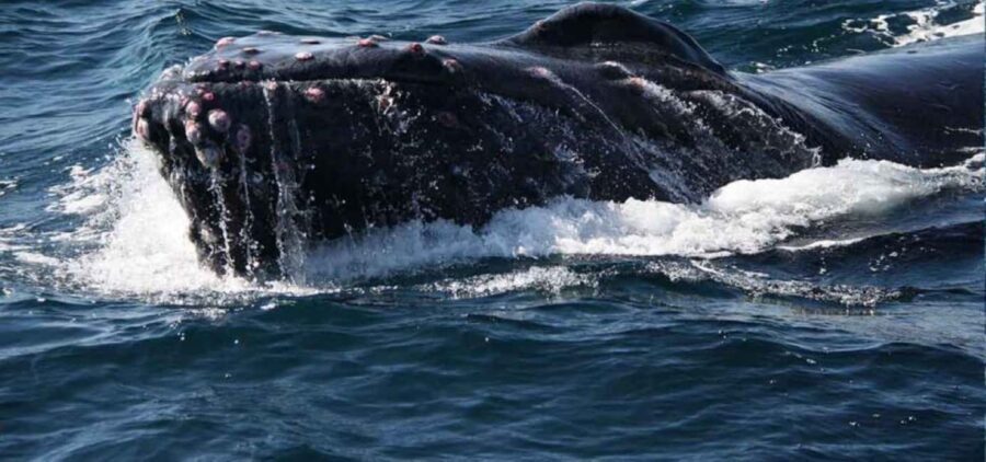 Puerto Vallarta: Whale Watching Adventure Tour - A Deep Dive into the Puerto Vallarta Whale Watching Tour