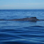 Puerto Vallarta: Whale Watching with Guide - Final Thoughts