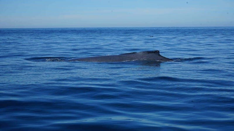 Puerto Vallarta: Whale Watching with Guide - Final Thoughts