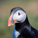 Puffin & Gufufoss Waterfall Tour from Seydisfjordur Port - What to Expect and Practical Tips