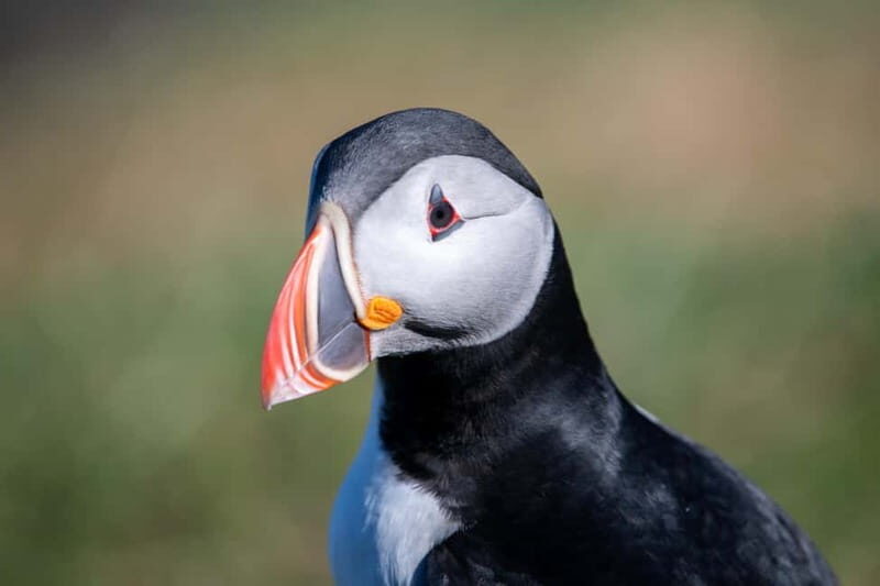Puffin & Gufufoss Waterfall Tour from Seydisfjordur Port - What to Expect and Practical Tips