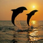 Pula: Boat Dolphin tour and Romantic Sunset at N.P. Brijuni - Who Should Book This Tour?