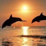 Pula: Dolphin Watching in Brijuni Park with Dinner & Drinks - Deep Dive into the Itinerary