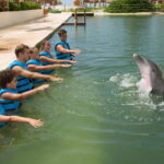 Punta Cancun: Swim with dolphins Interax - The Value of the Experience