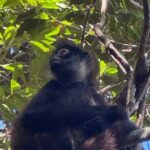 Punta Laguna Adventure with Mayan Ceremony - Our Take: Who Will Love This Tour?