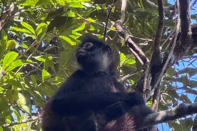 Punta Laguna Adventure with Mayan Ceremony - Our Take: Who Will Love This Tour?