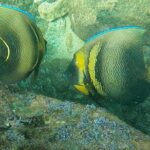 Punta Mita Fishing Experience and Snorquel at Secluded Reefs - Detailed Breakdown of the Experience