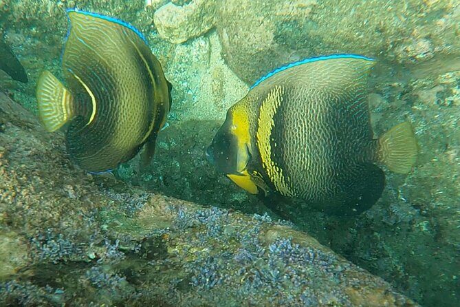 Punta Mita Fishing Experience and Snorquel at Secluded Reefs - Detailed Breakdown of the Experience